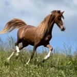 e6c03db30357c879cc6c5f1d76c50dbb