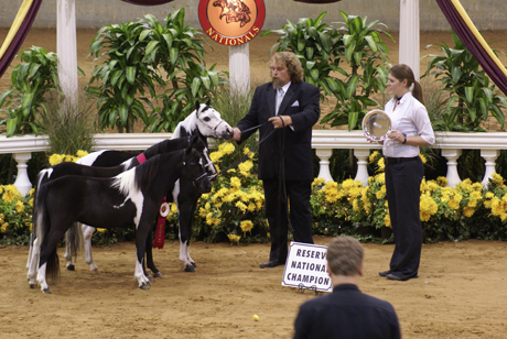 2009 AMHR National Get of Sire