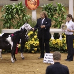 2009 AMHR National Get of Sire