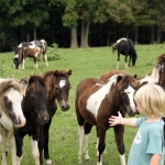 2012 AMHR/ASPC Foals